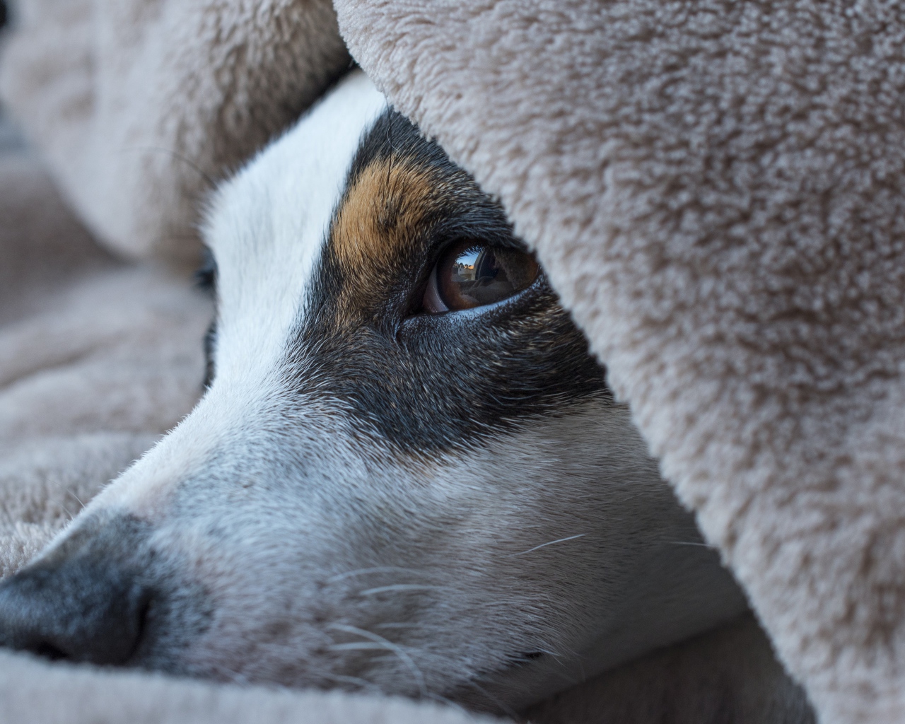 Грустный пес лежит под одеялом 