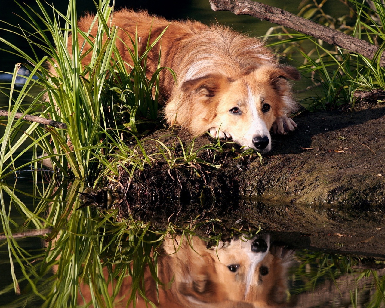 Sad ginger dog lies on the shore of the pond