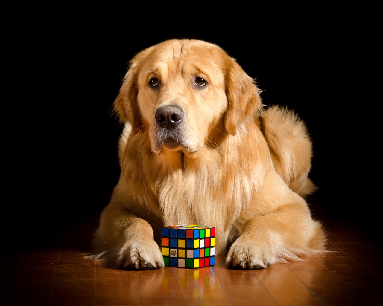 Грустный золотистый ретривер лежит с кубиком Рубика 