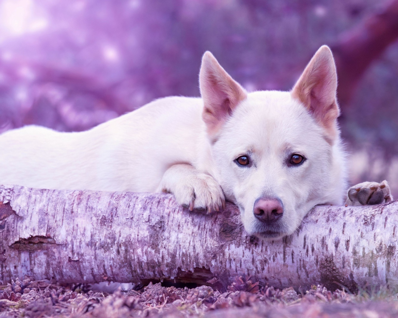 Грустная белая овчарка лежит на сухом дереве 