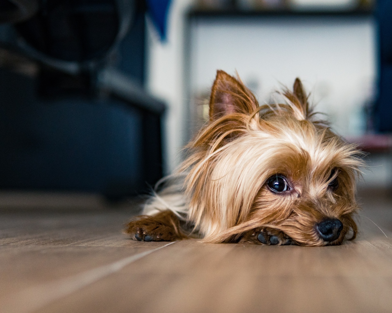 Грустный йоркширский терьер на полу