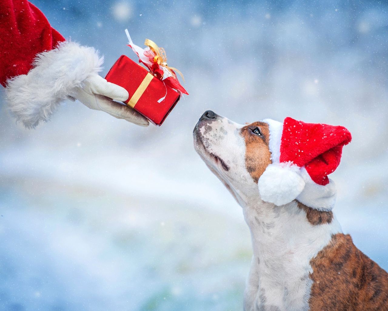 Санта Клаус дарит подарок собаке на Рождество 
