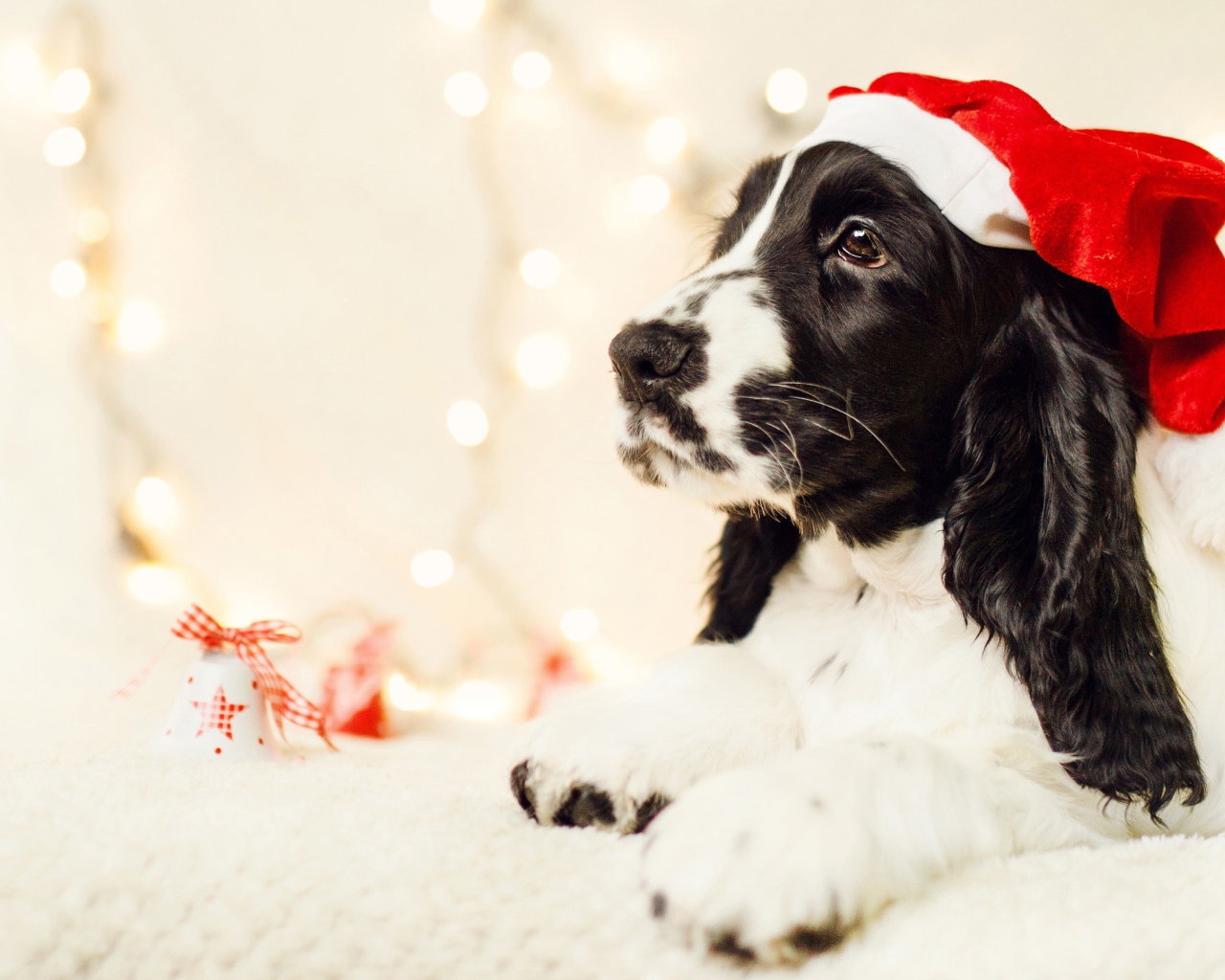 Собака породы сеттер в шапке Санта Клауса 