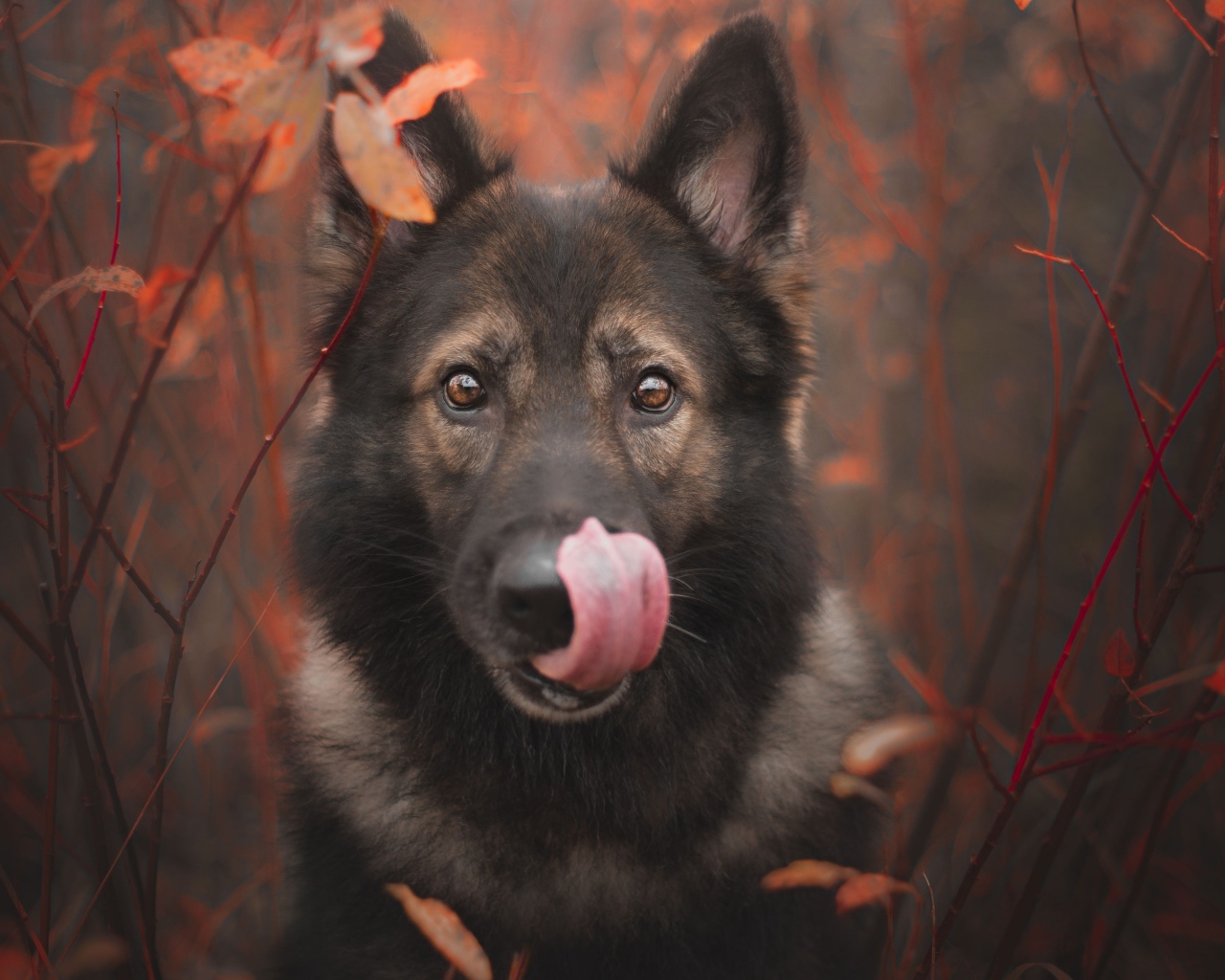 Овчарка облизывает морду языком