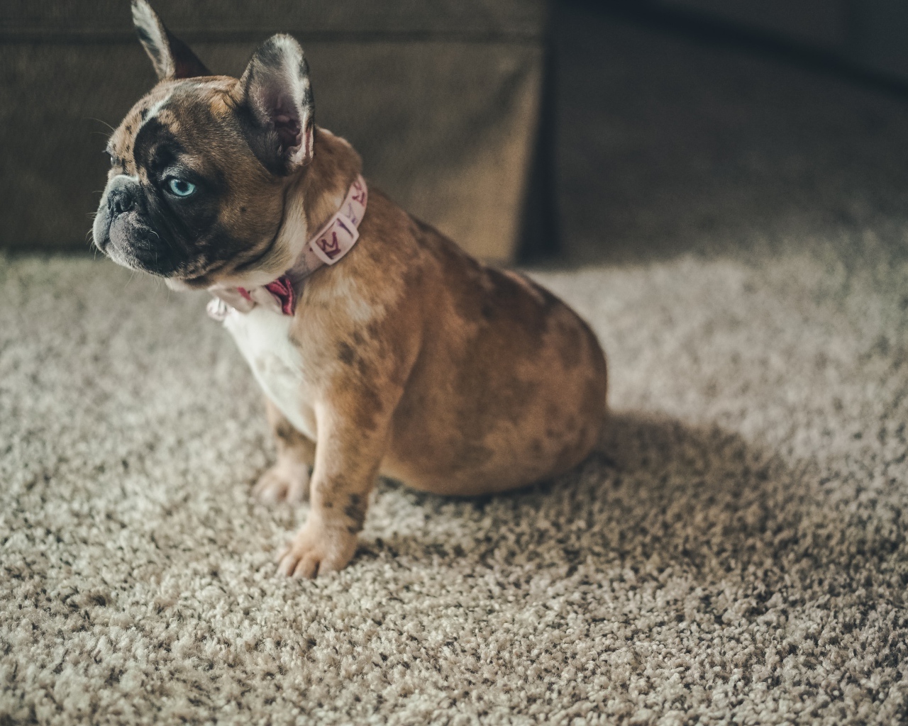 Маленький голубоглазый щенок французского бульдога 