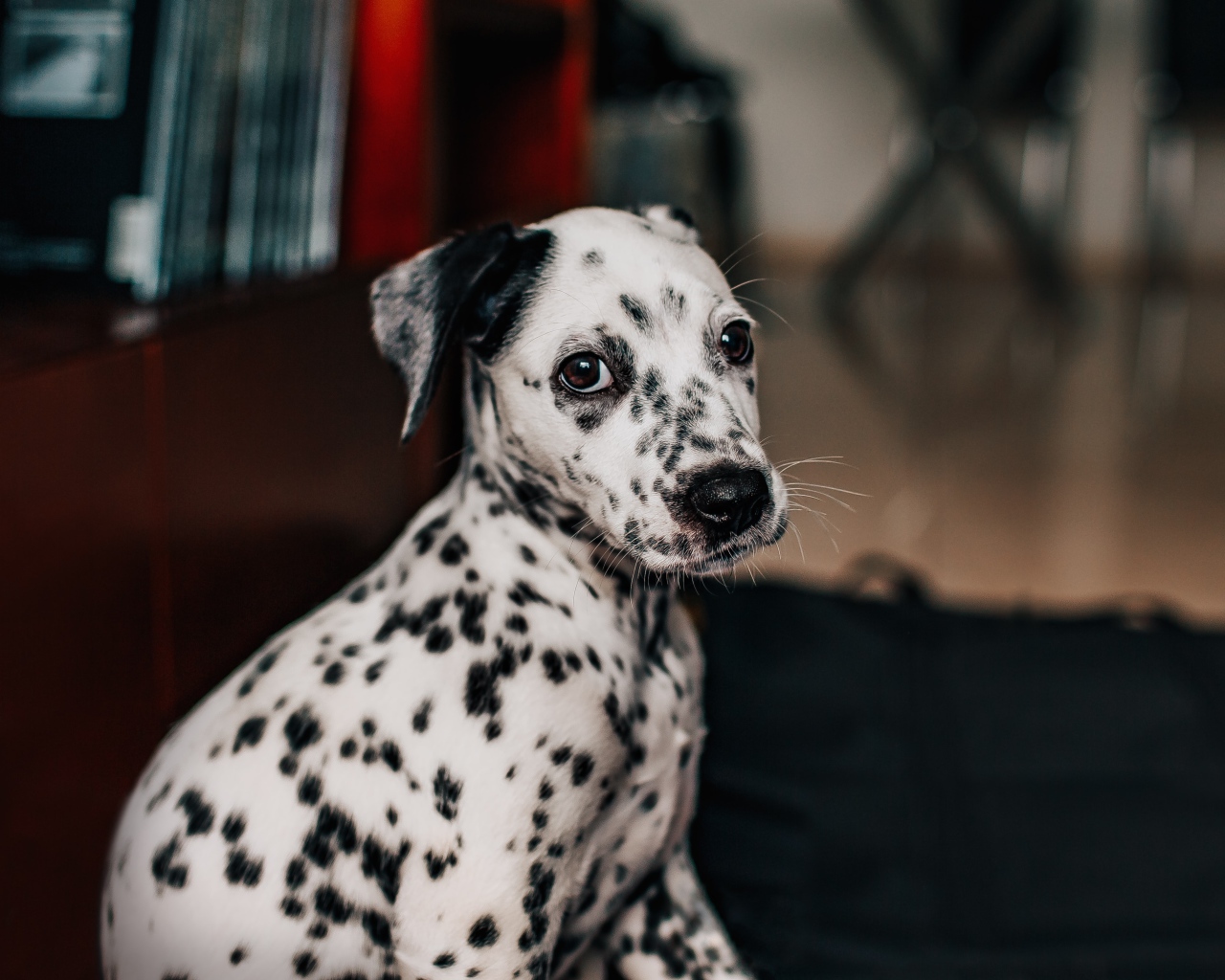 Маленький пятнистый щенок далматина