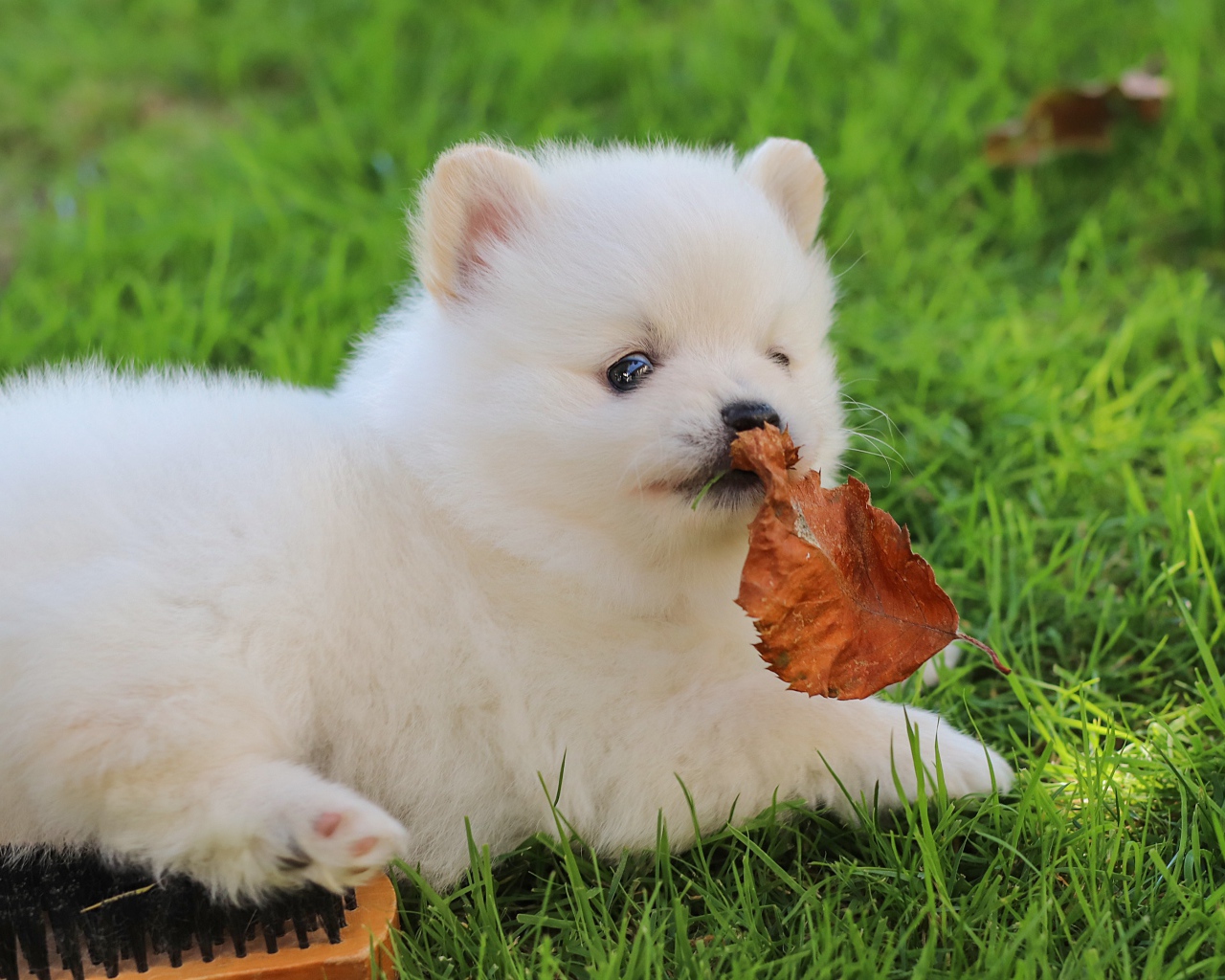 Маленький белый щенок шпица на зеленой траве с листом