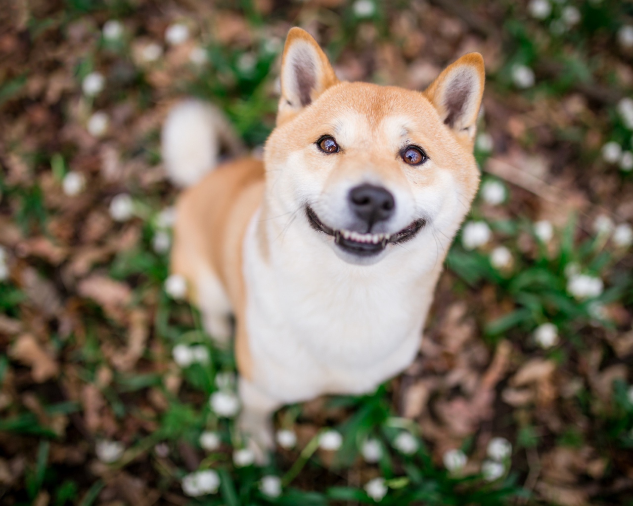 Улыбающаяся собака породы акита ину 