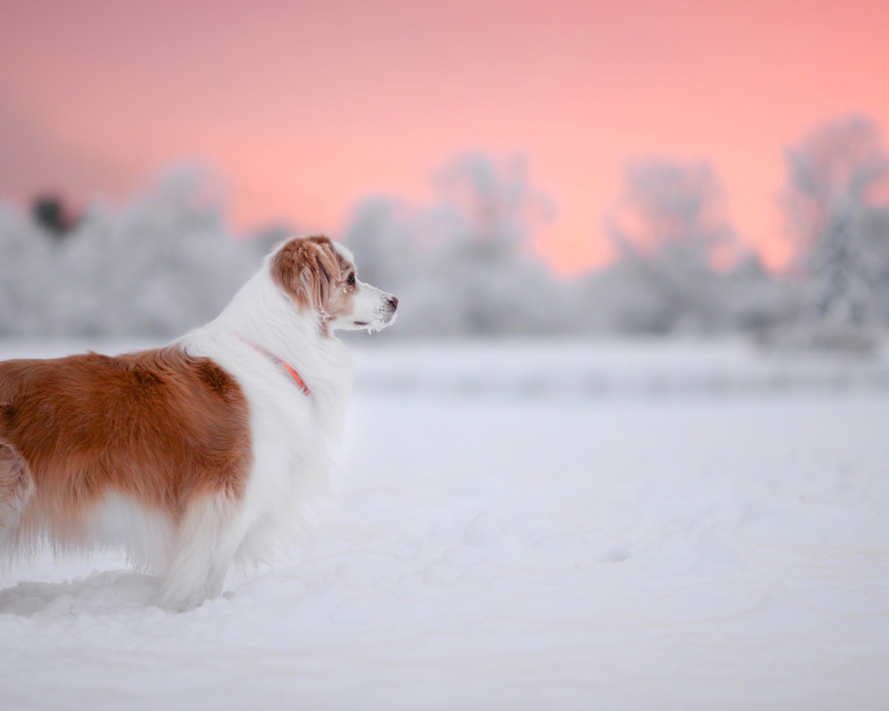 Породистый пес стоит на снегу 
