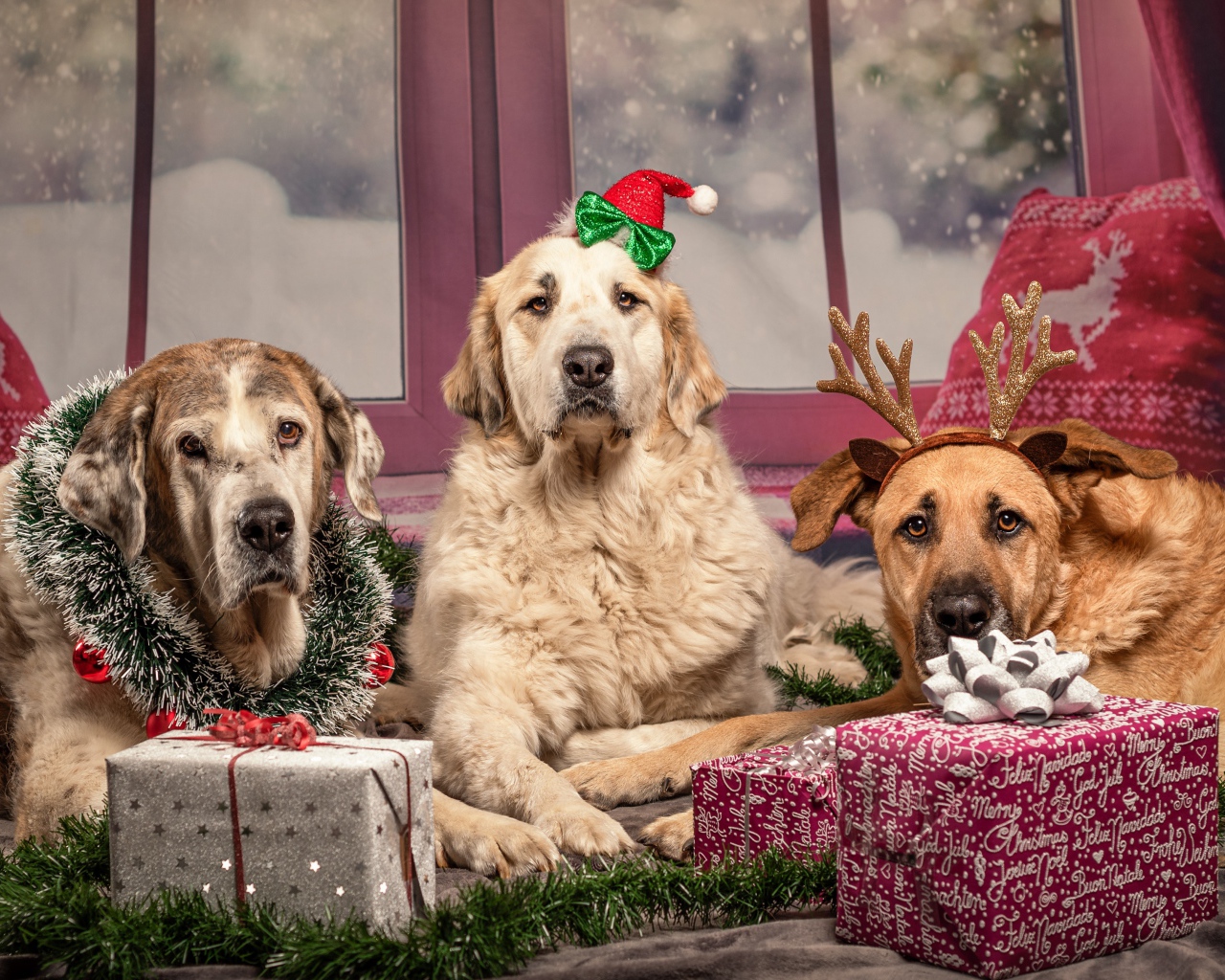 Три большие собаки с подарками на Рождество 