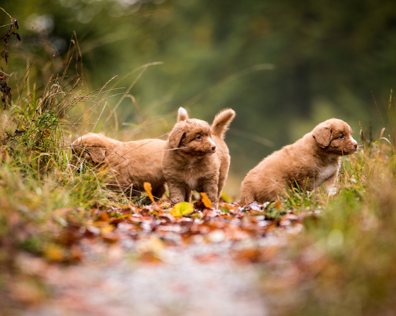 Три маленьких коричневых щенка идут по тропинке 
