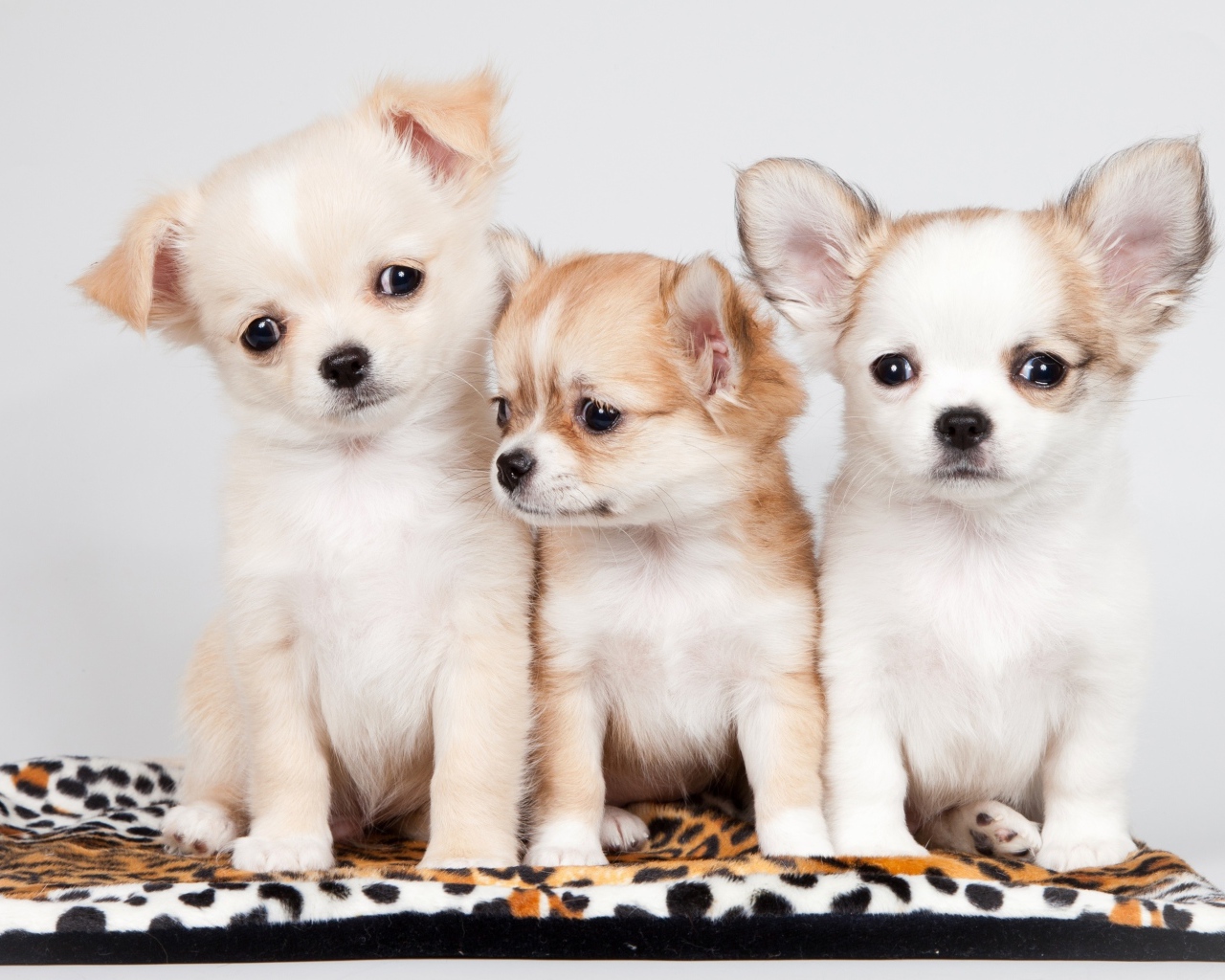 Три маленьких забавных щенка чихуахуа