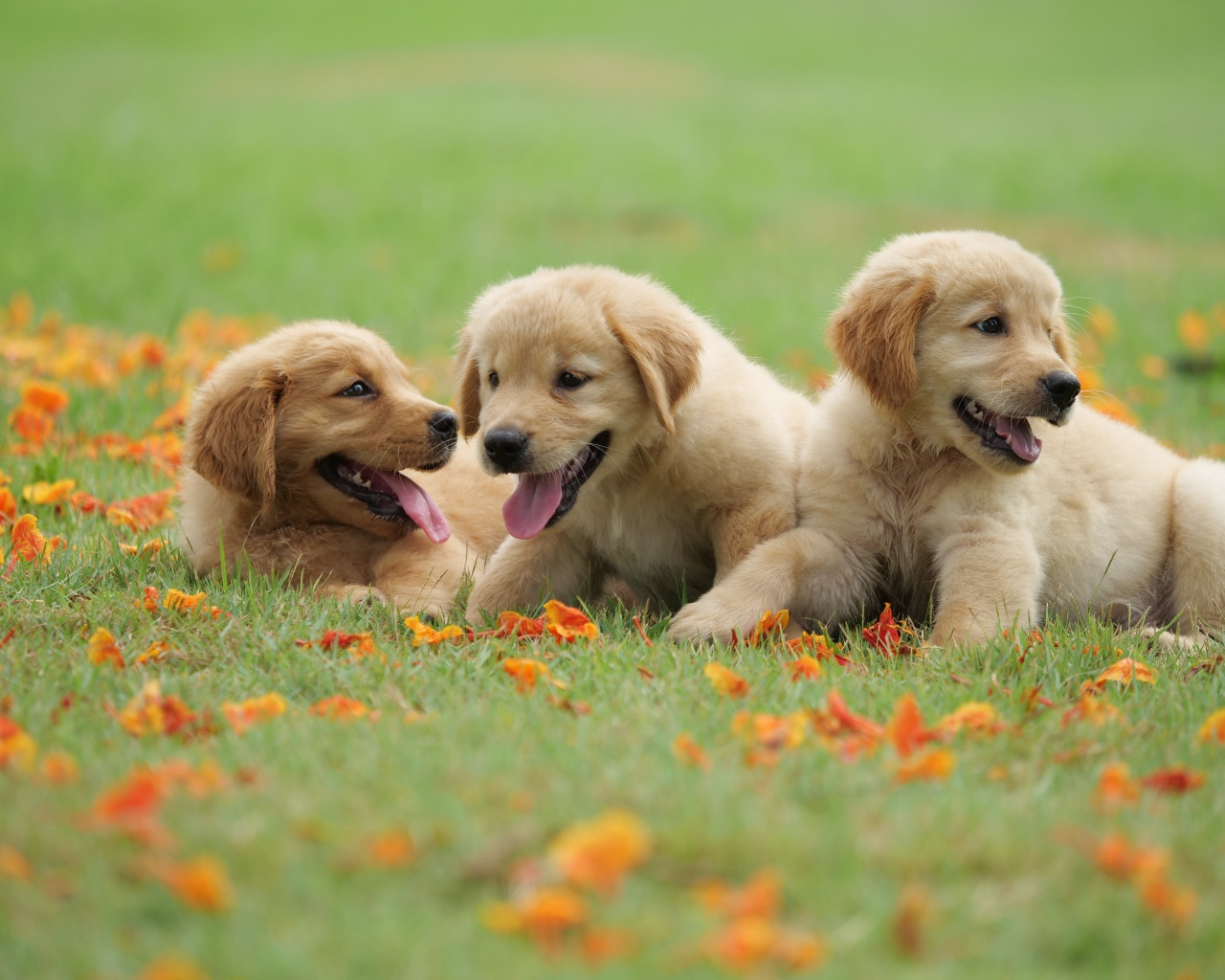 Три маленьких щенка золотистого ретривера на зеленой траве 