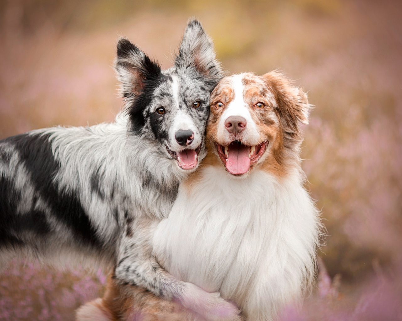 Две собаки породы австралийская овчарка с высунутым языком