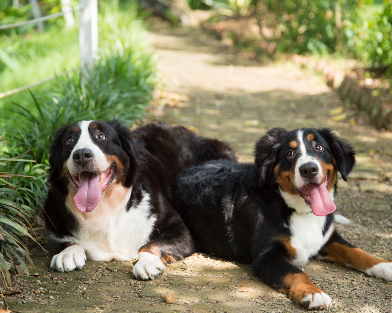 Две собаки породы Бернский зенненхунд с высунутым языком