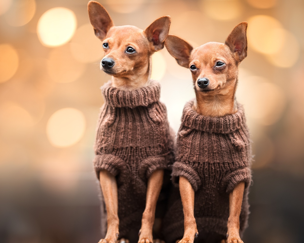 Две собаки породы чихуахуа в свитерах