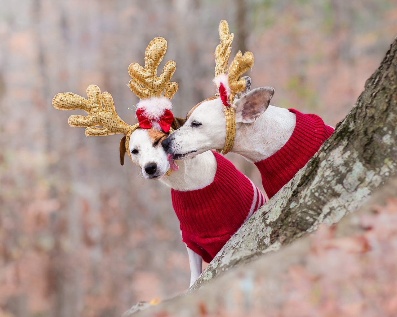 Две собаки в новогодних костюмах оленей в лесу