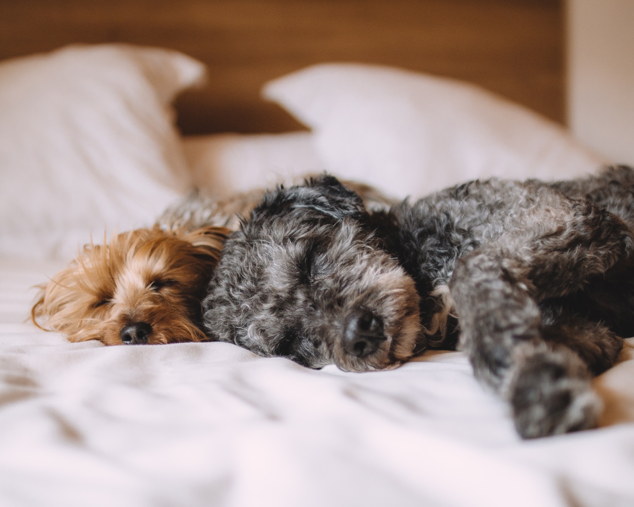 Two dogs sleeping on the bed
