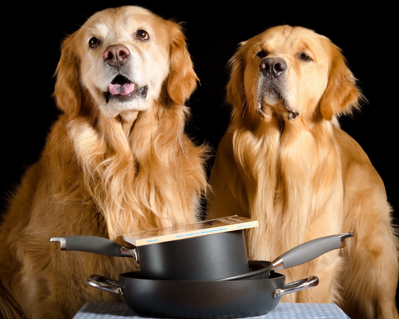 Два золотистых ретривера со сковородками и книгой на черном фоне