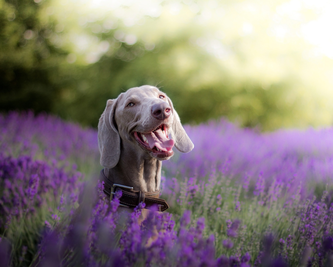 Собака породы Веймаранер с высунутым языком в цветах