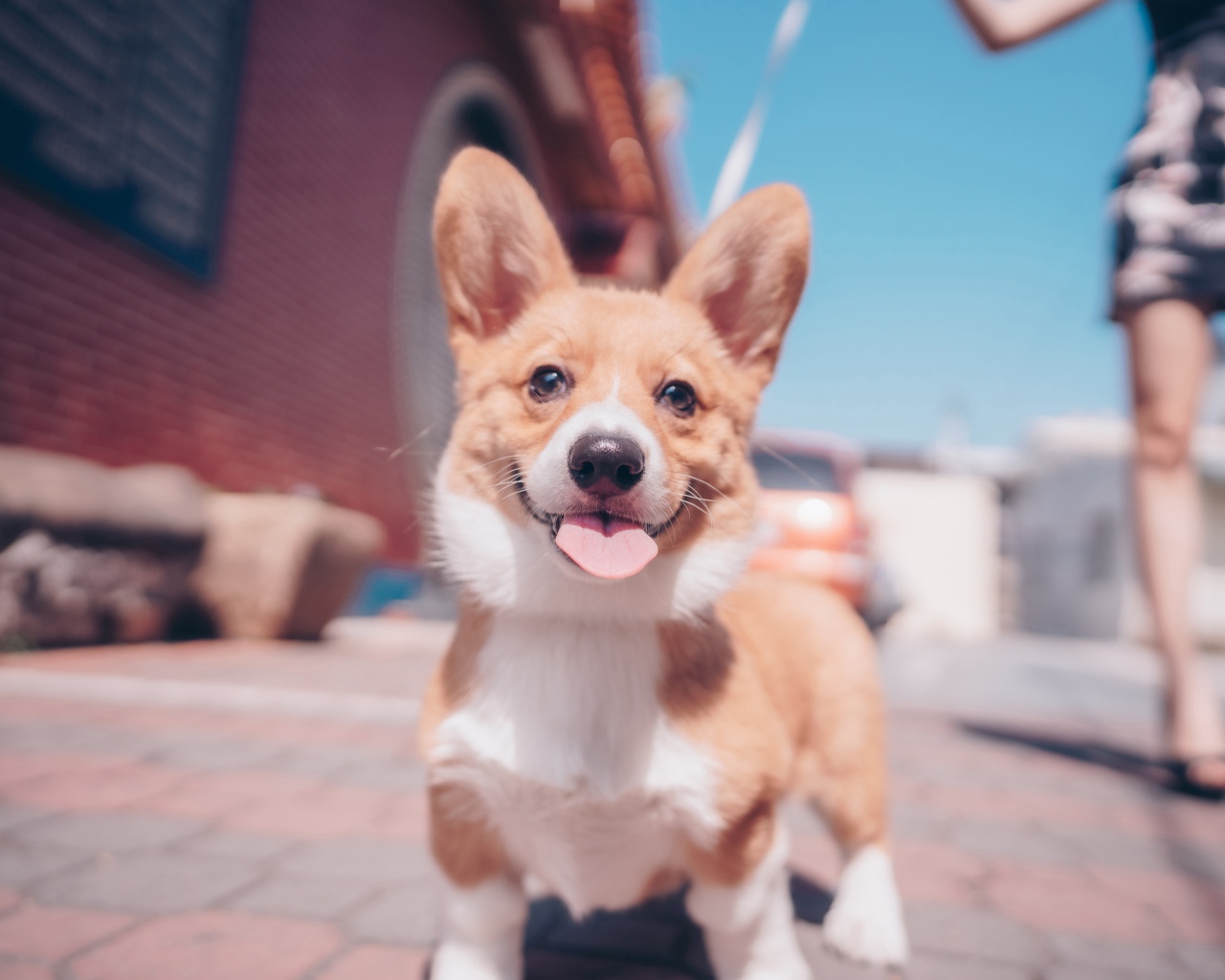 Смешной пес породы вельш-корги с высунутым языком