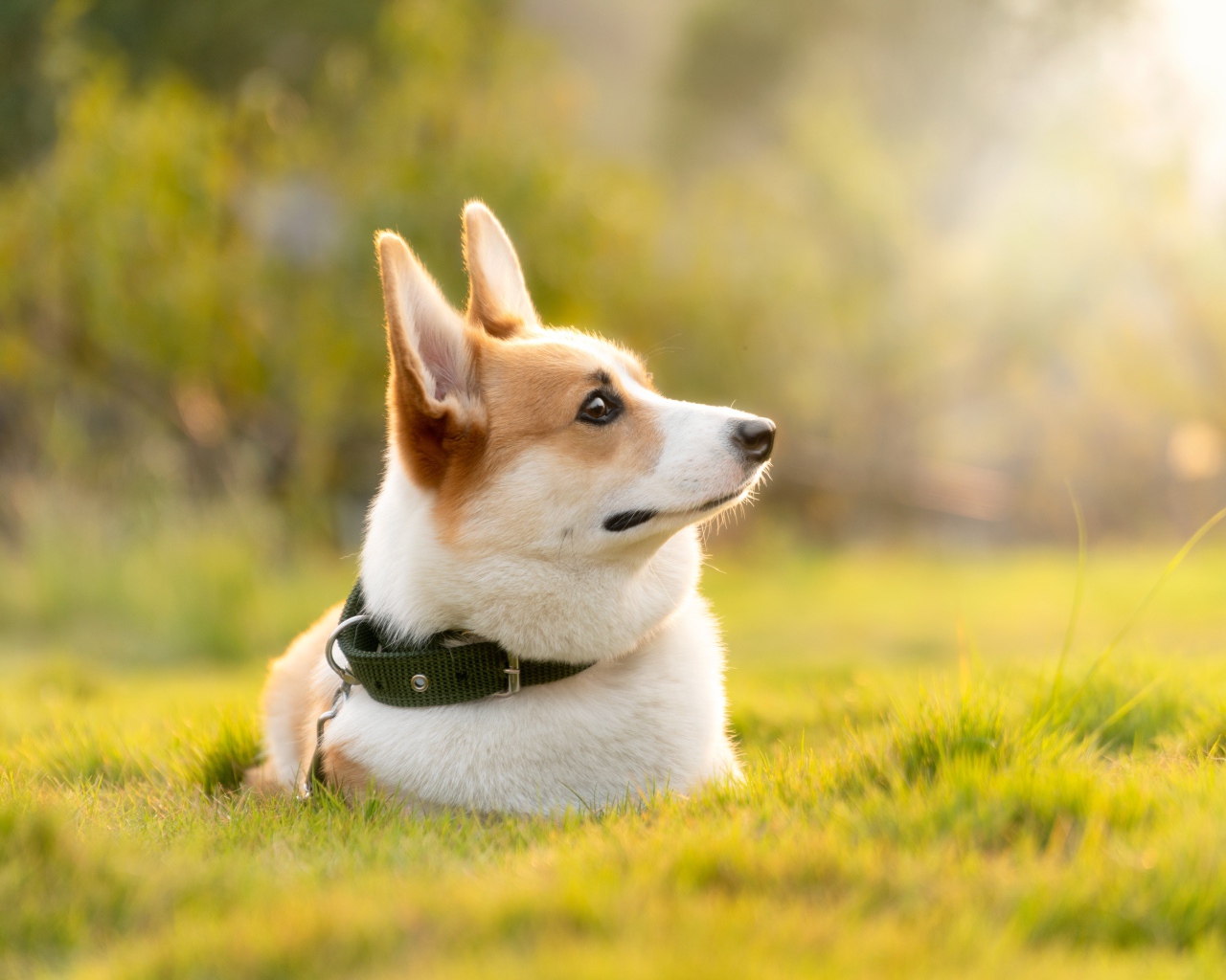 Собака породы вельш корги в ошейнике лежит на траве