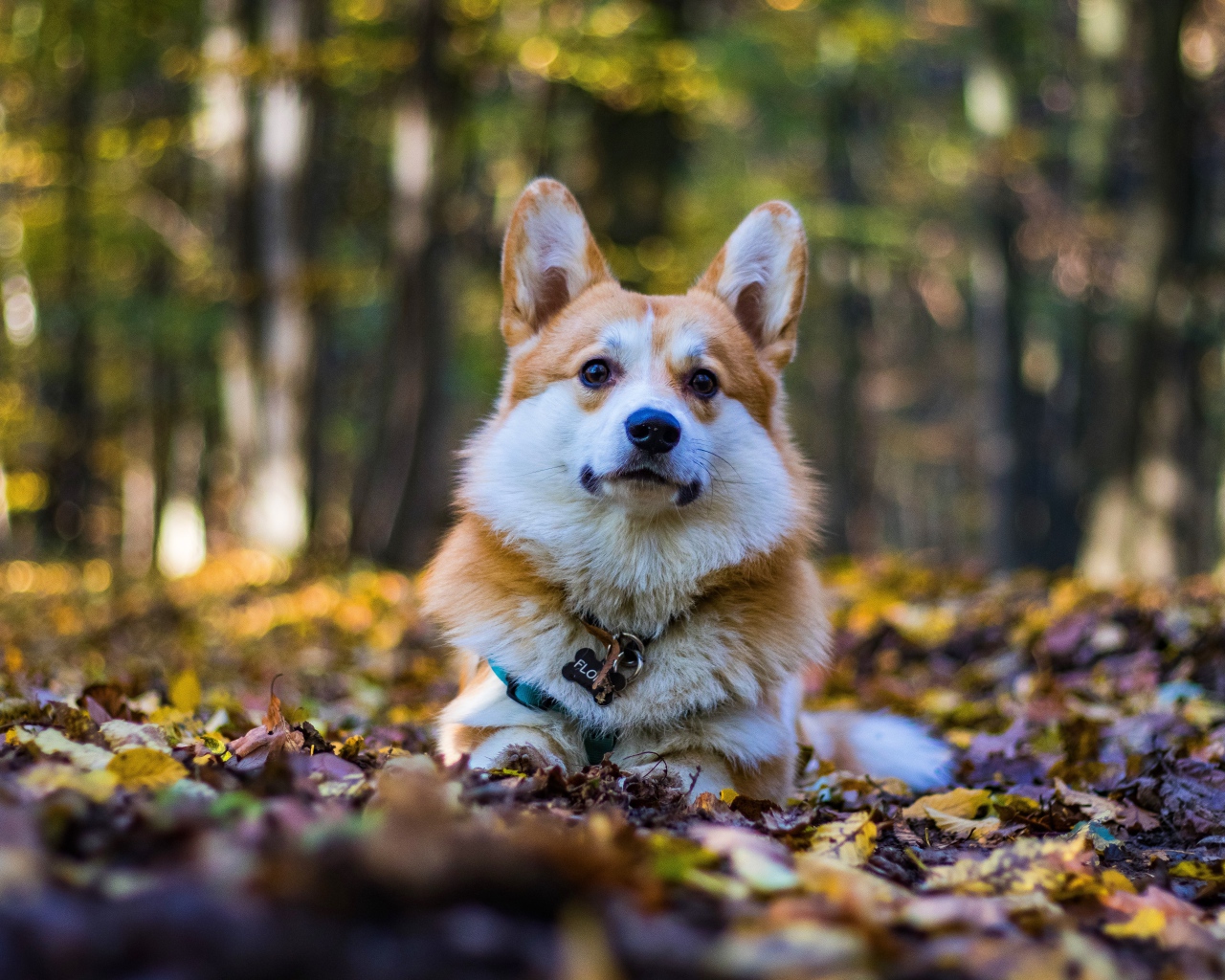 Собака породы вельш корги лежит на опавшей листве