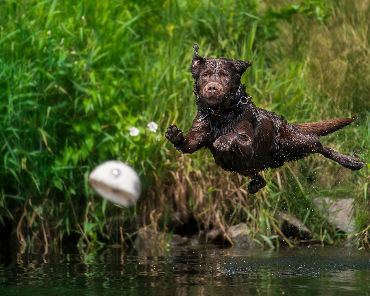 Мокрый лабрадор прыгает в воду за мячом