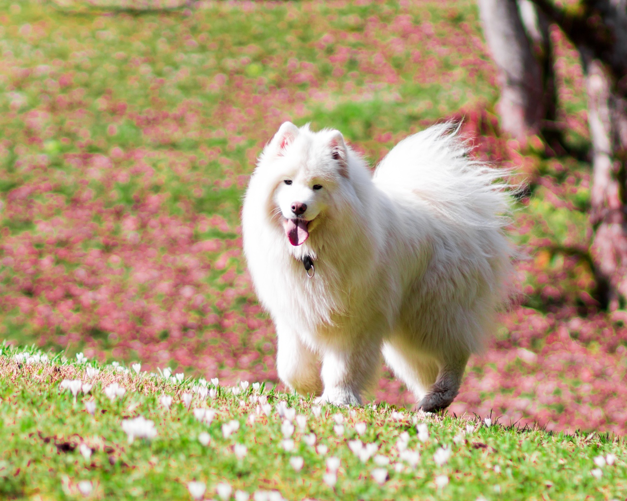 Белая самоедская собака с высунутым языком