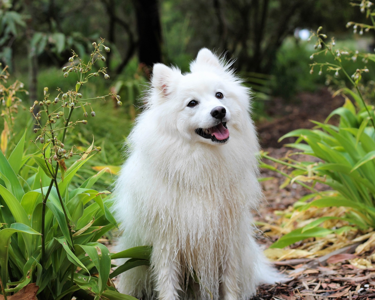 Белая собака породы шпиц с высунутым языком