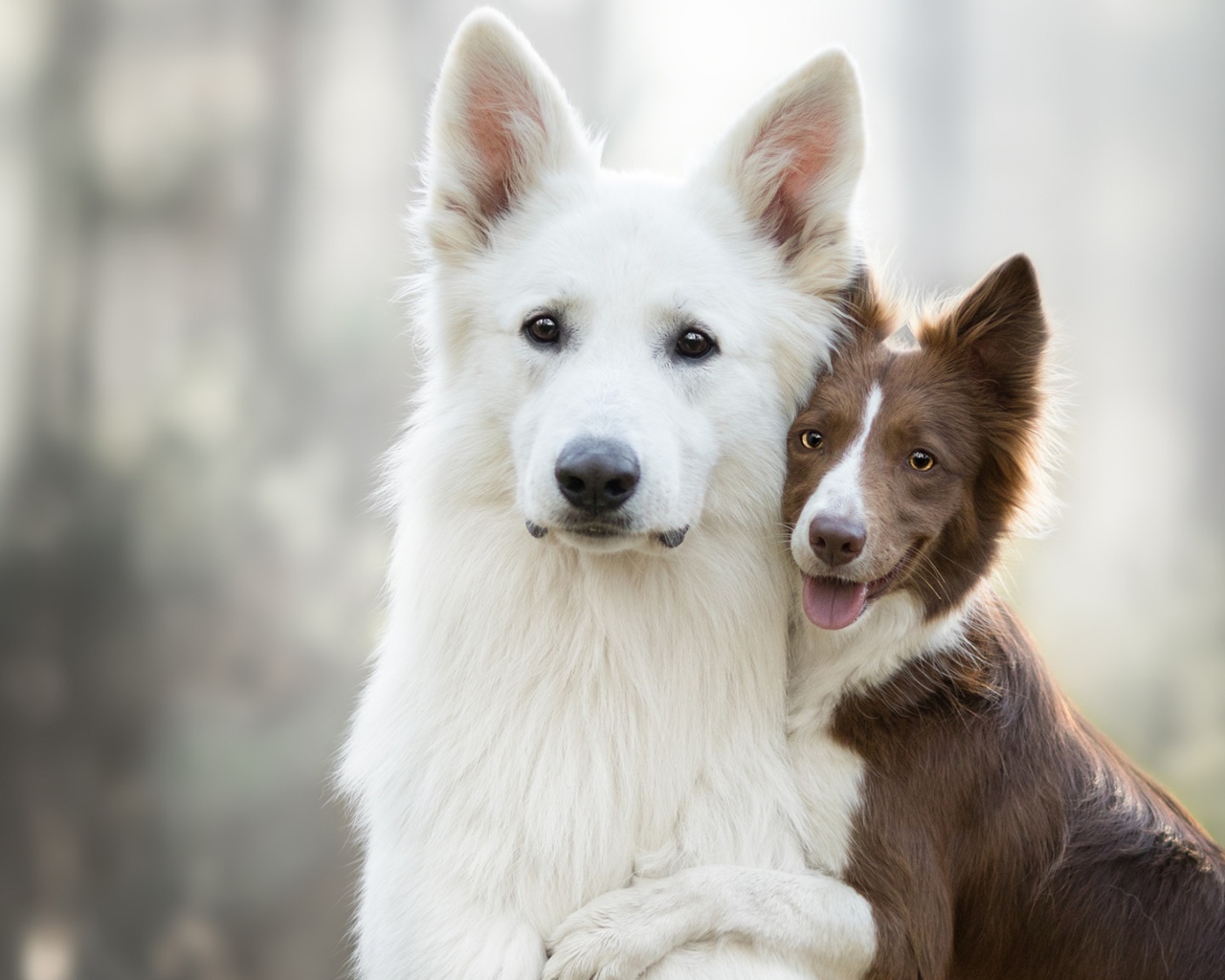 Белая швейцарская овчарка и бордер колли обнимаются 