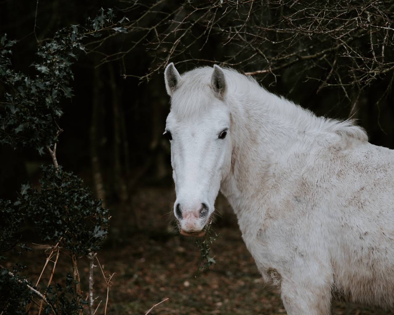 Белая лошадь пасется в лесу 