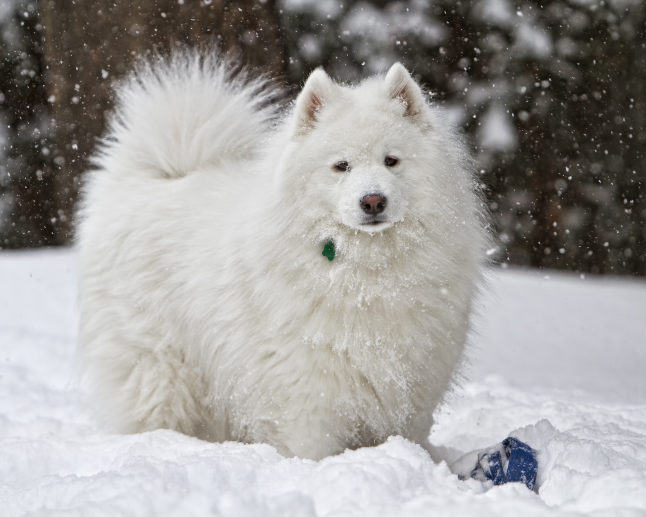 Белая самоедская собака играет на снегу