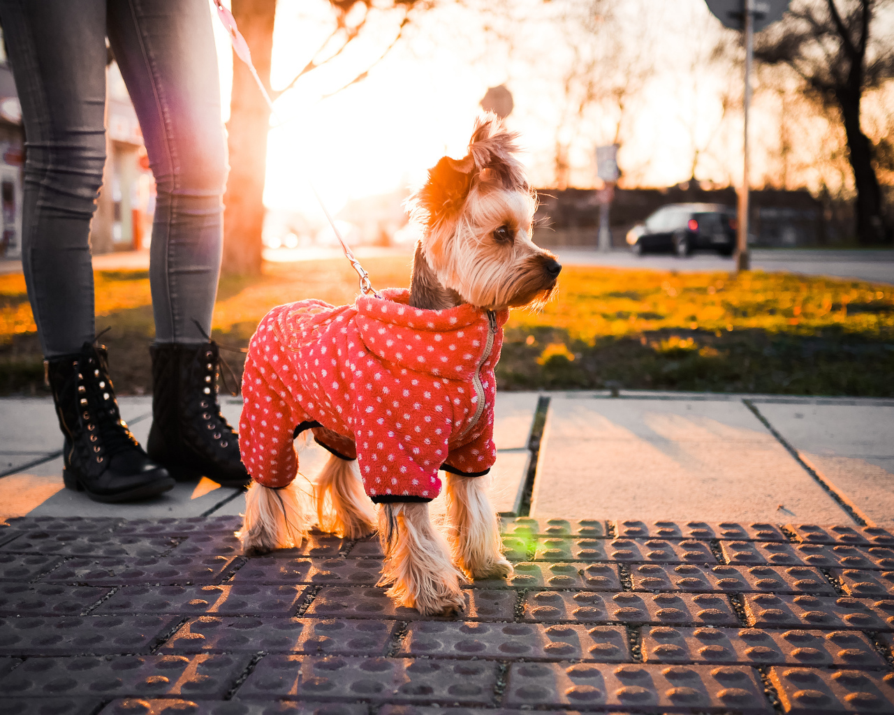 Йоркширский терьер в костюме на прогулке