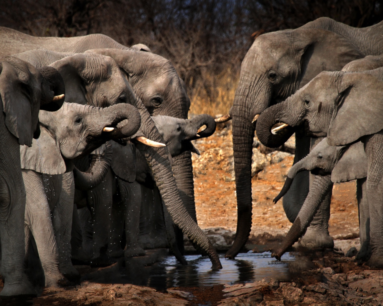 Стадо серых слонов у водопоя 