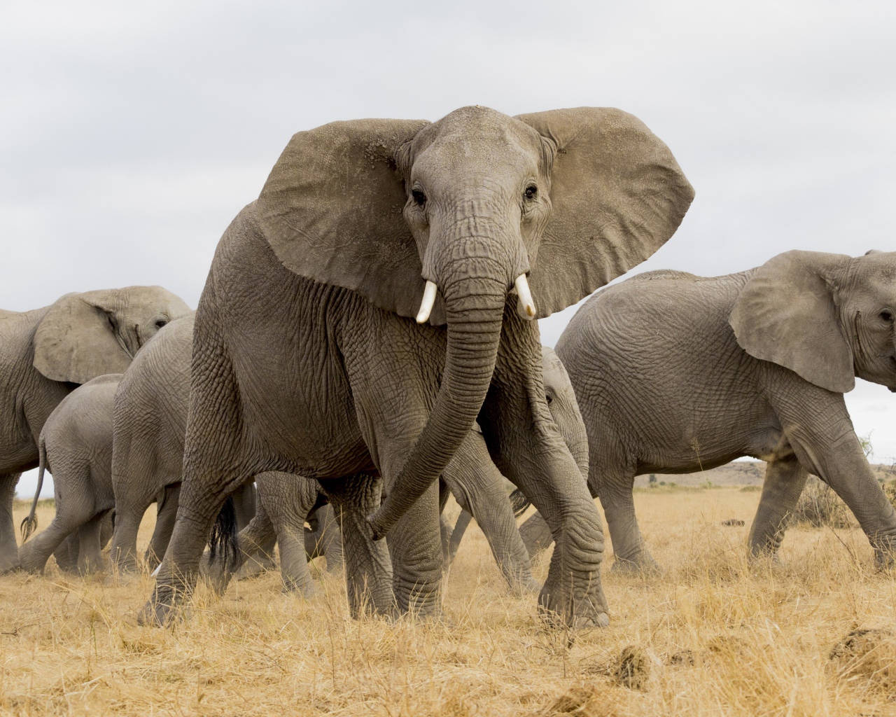 Стадо больших серых слонов в саванне