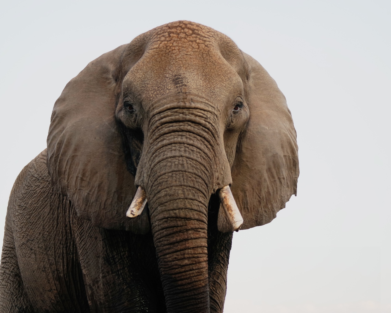 Большой индийский слон крупным планом