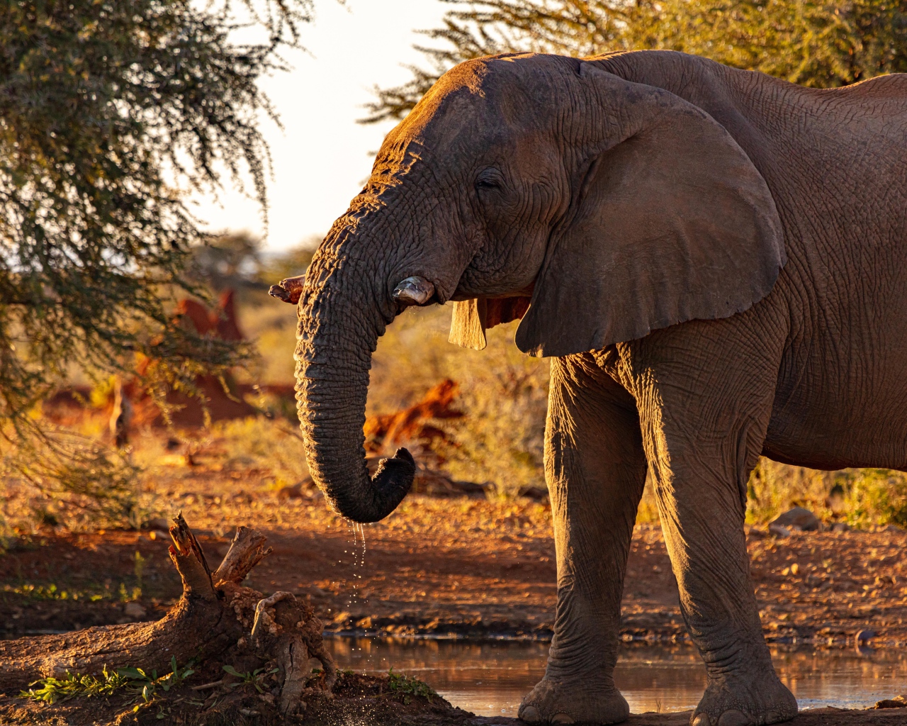 Большой серый слон пьет воду из реки