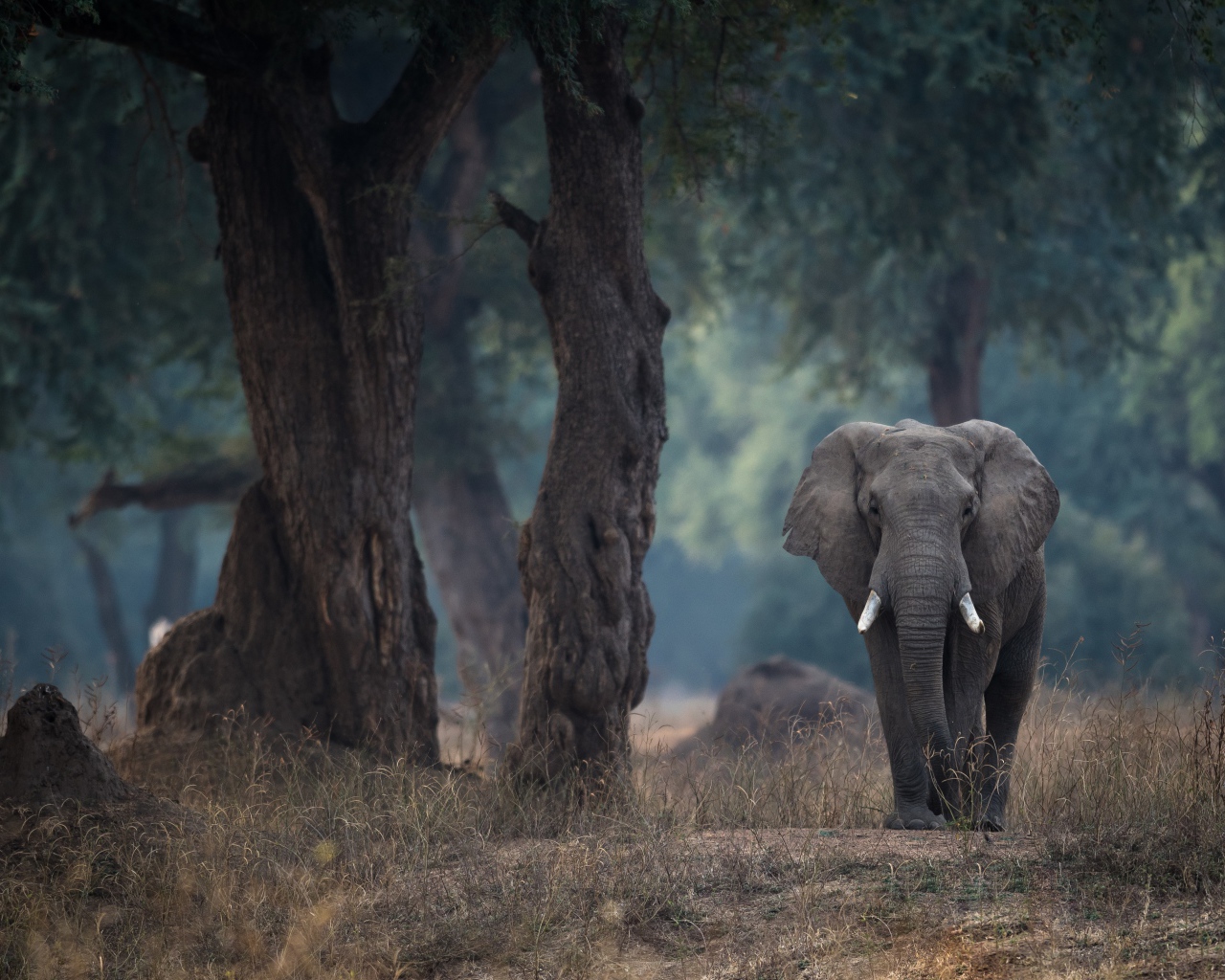 Большой серый слон идет у дерева