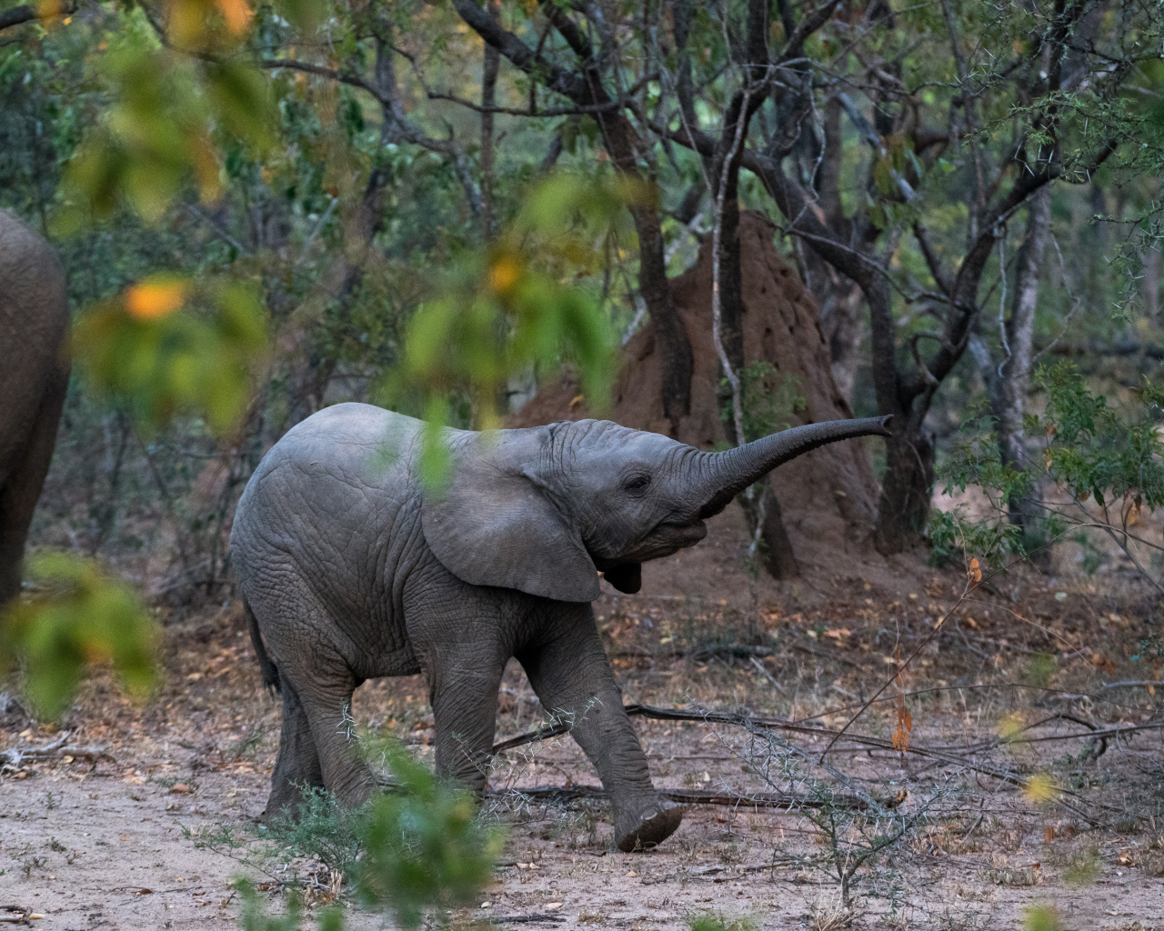 Маленький слоненок в лесу 