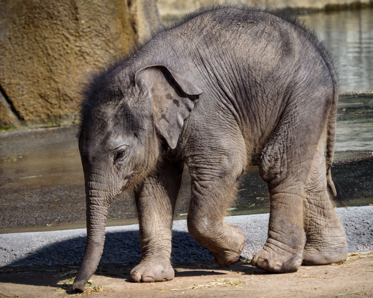 Маленький слоненок в зоопарке у воды