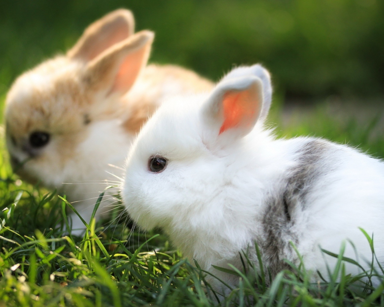 Два маленьких  декоративных кролика сидят в зеленой траве 