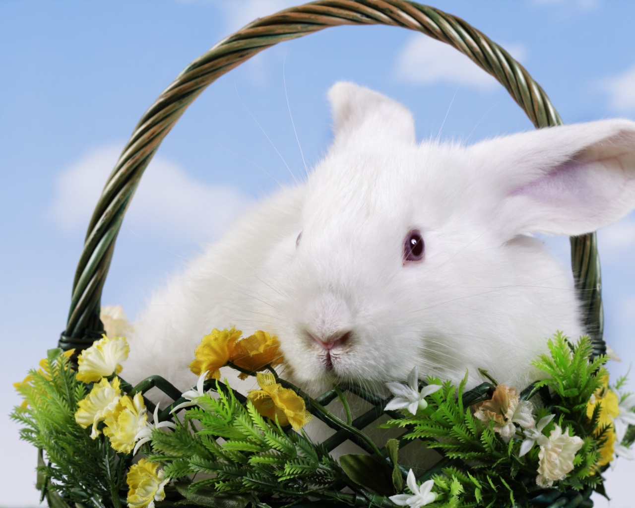 Белый декоративный кролик в корзине на фоне неба