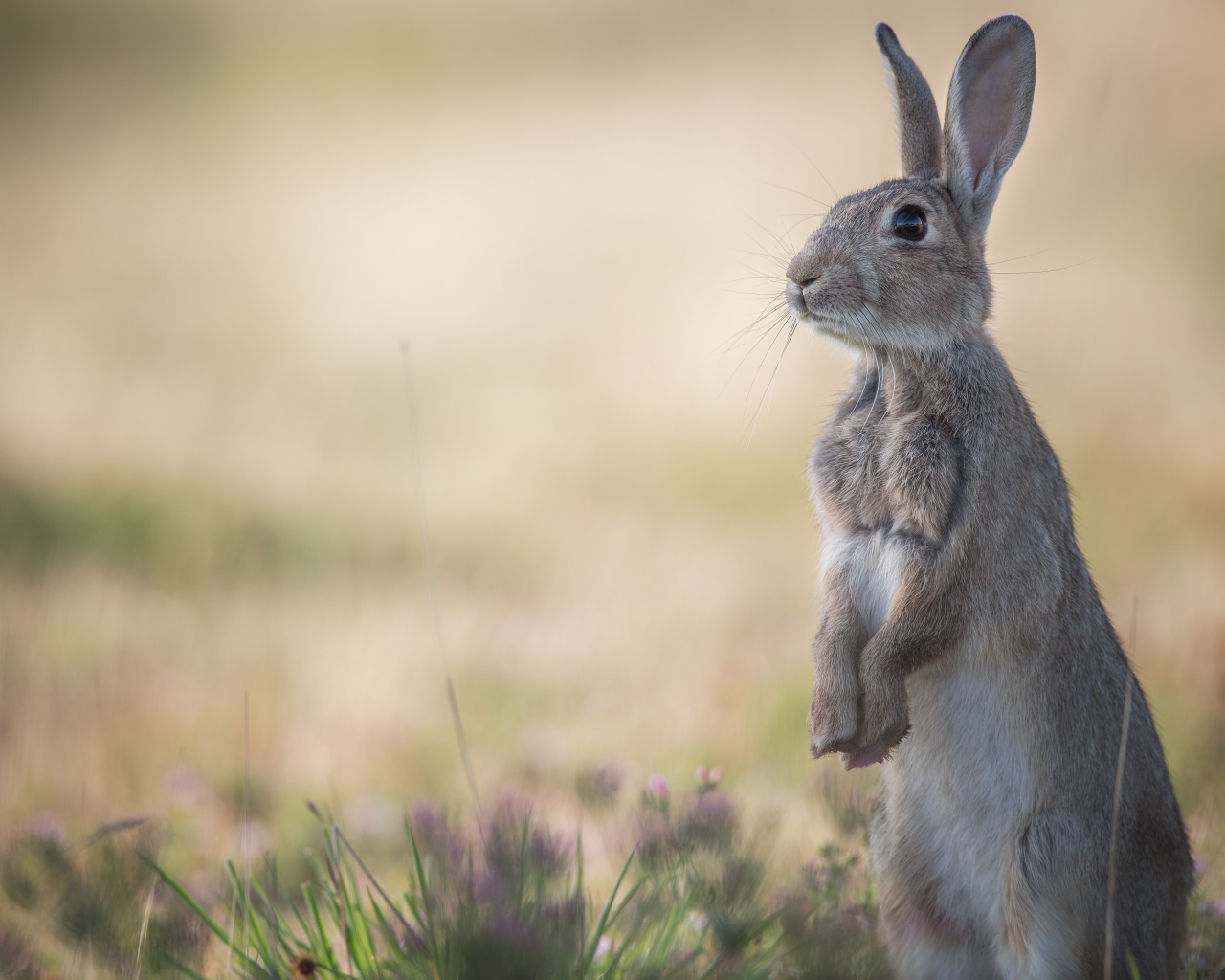 Дикий лесной заяц стоит на траве
