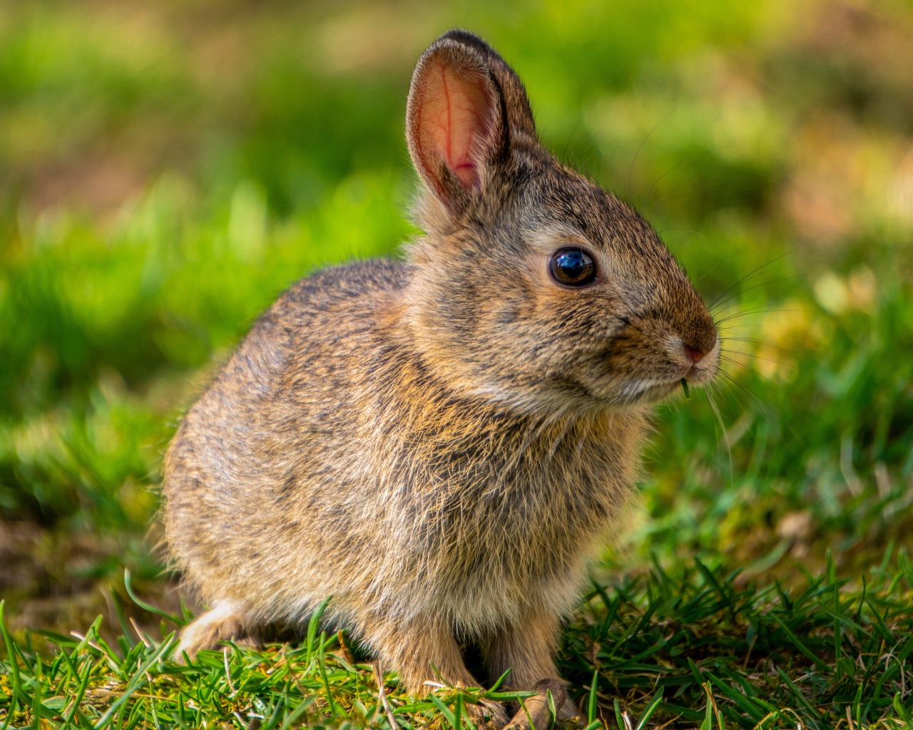 Дикий серый заяц на зеленой траве