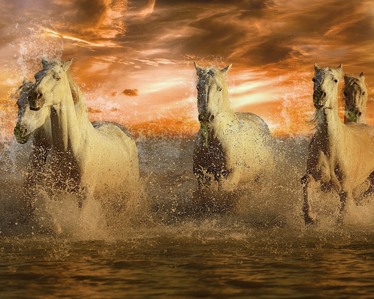 A flock of white horses rides through the water at sunset