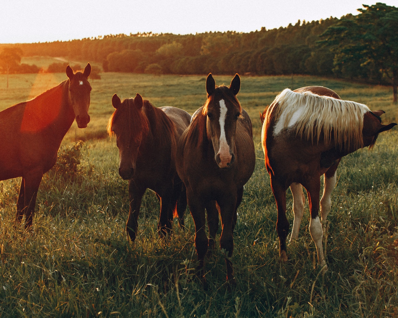 Стадо лошадей пасется на зеленой поляне на рассвете 