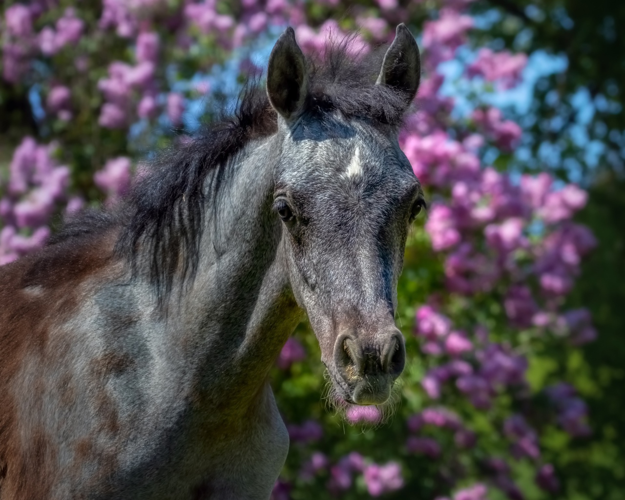 Красивая лошадь на фоне цветов крупным планом