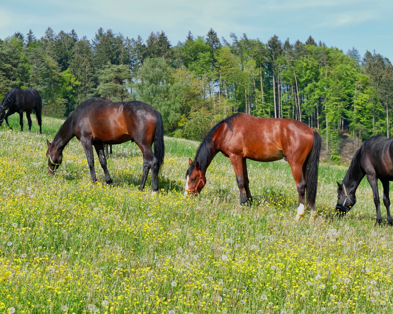 Красивые лошади пасутся по полю у леса