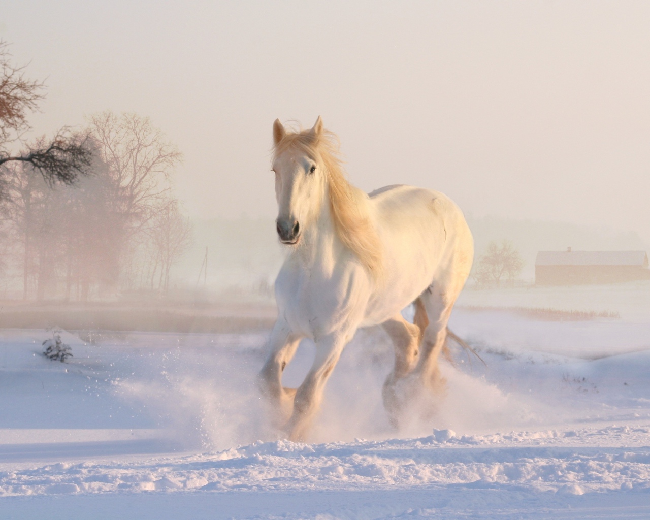 Красивая белая лошадь скачет по снегу